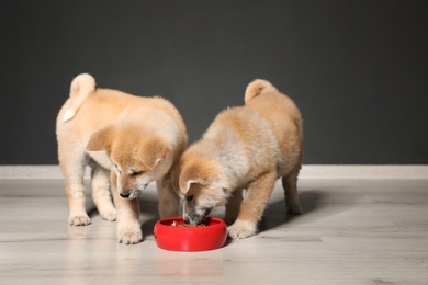 Adorable Akita Inu puppies eating food from bowl near black wall