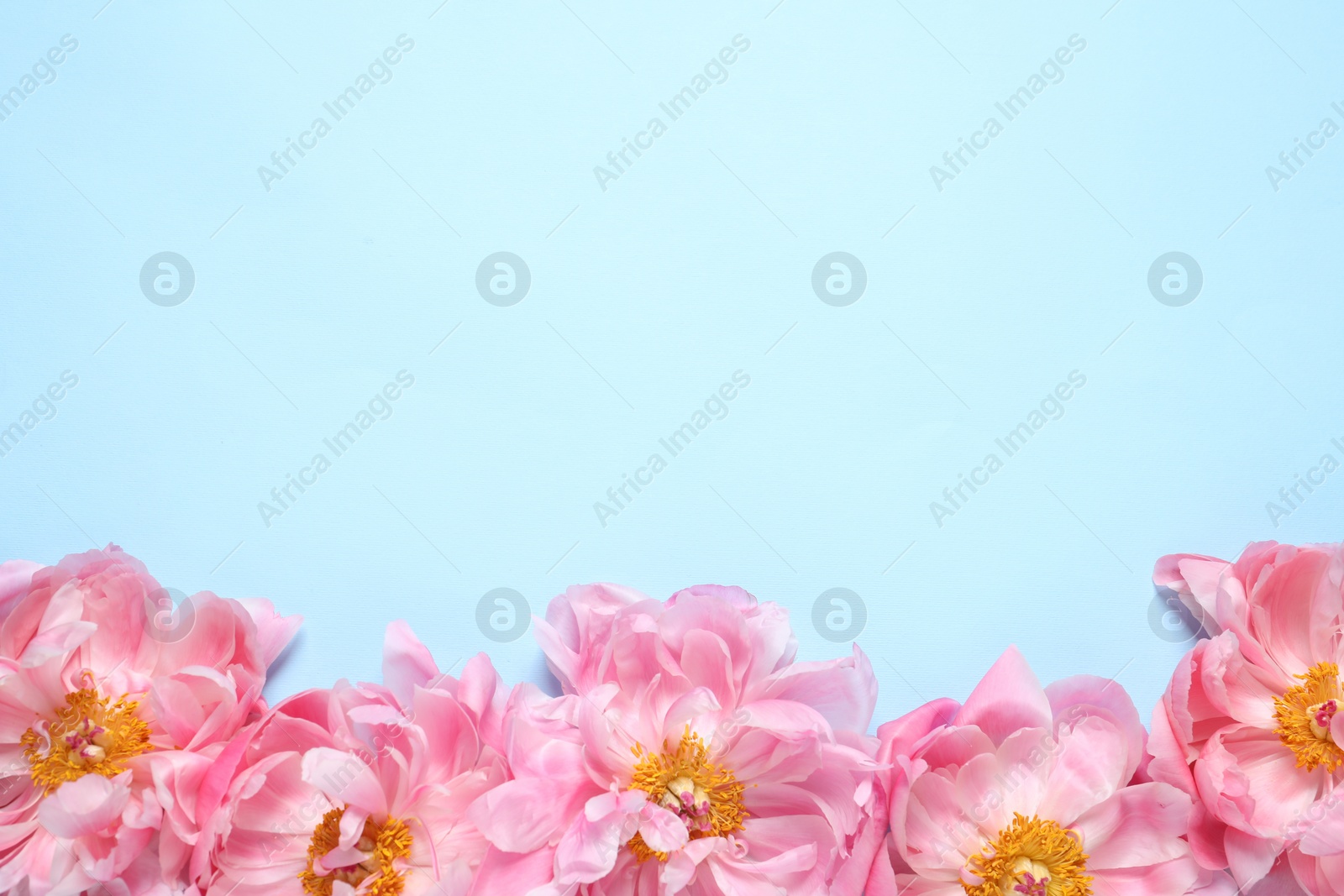 Photo of Beautiful pink peonies on light turquoise background, flat lay. Space for text