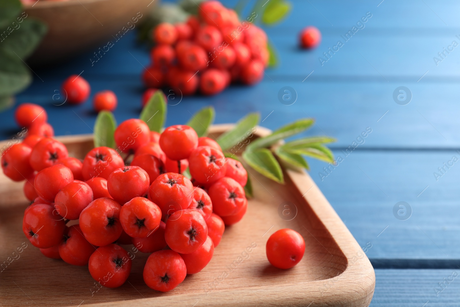 Photo of Wooden plate with fresh ripe rowan berries on blue table, closeup. Space for text