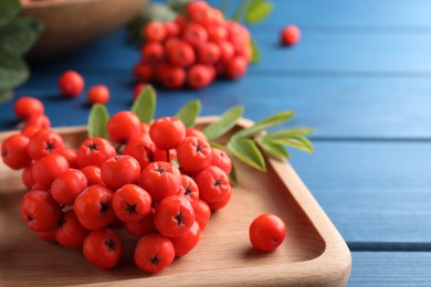 Wooden plate with fresh ripe rowan berries on blue table, closeup. Space for text