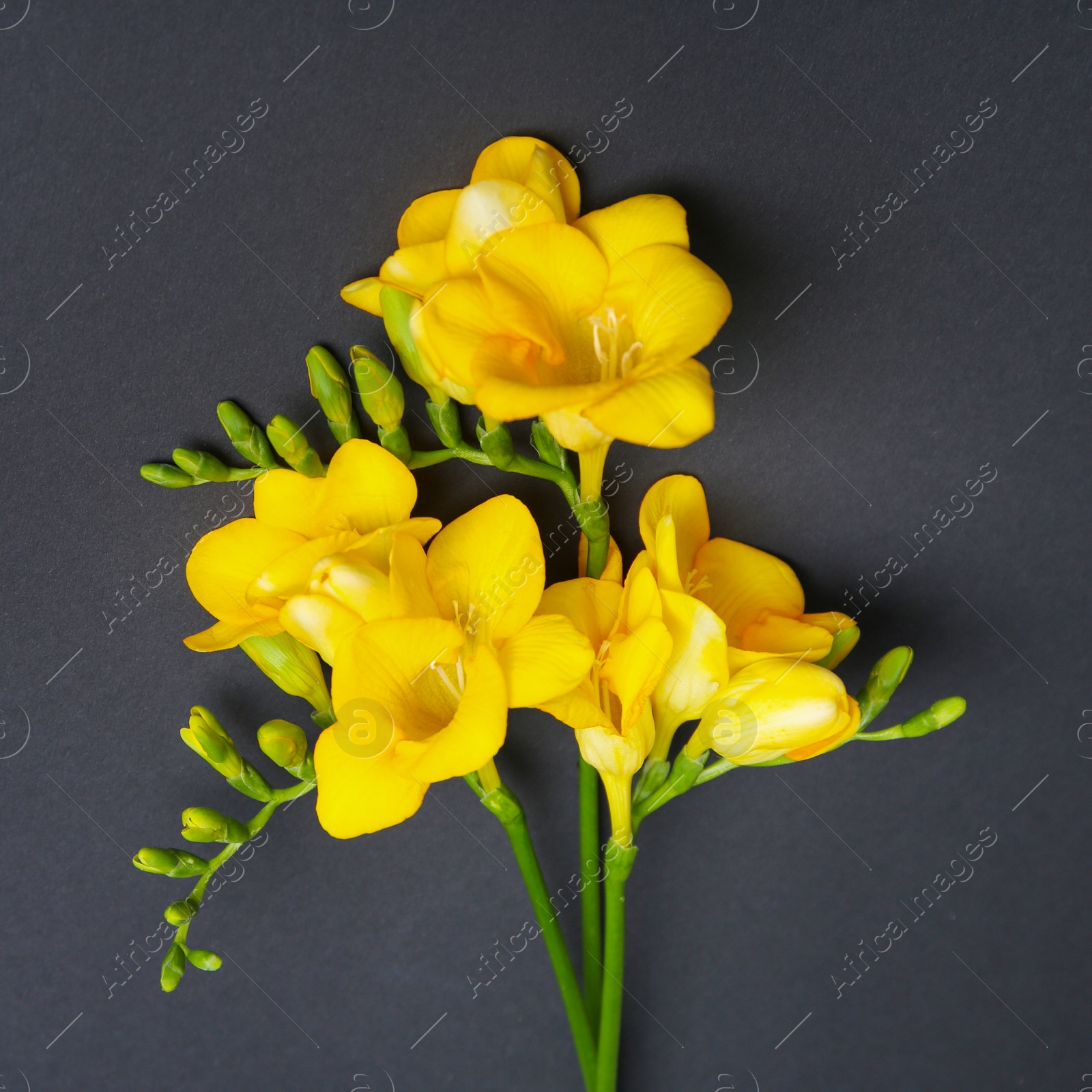 Photo of Beautiful freesia flowers on dark background