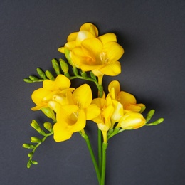 Beautiful freesia flowers on dark background