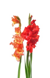 Beautiful gladiolus flowers on white background