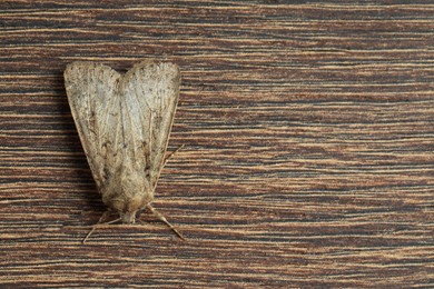 Photo of Paradrina clavipalpis moth on wooden background, top view. Space for text