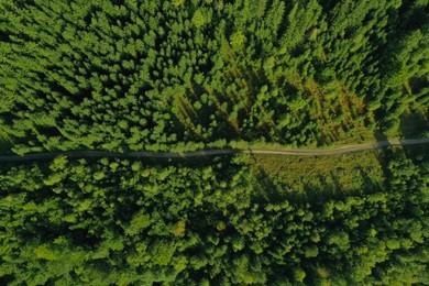 Aerial view of dirt road among green trees. Drone photography