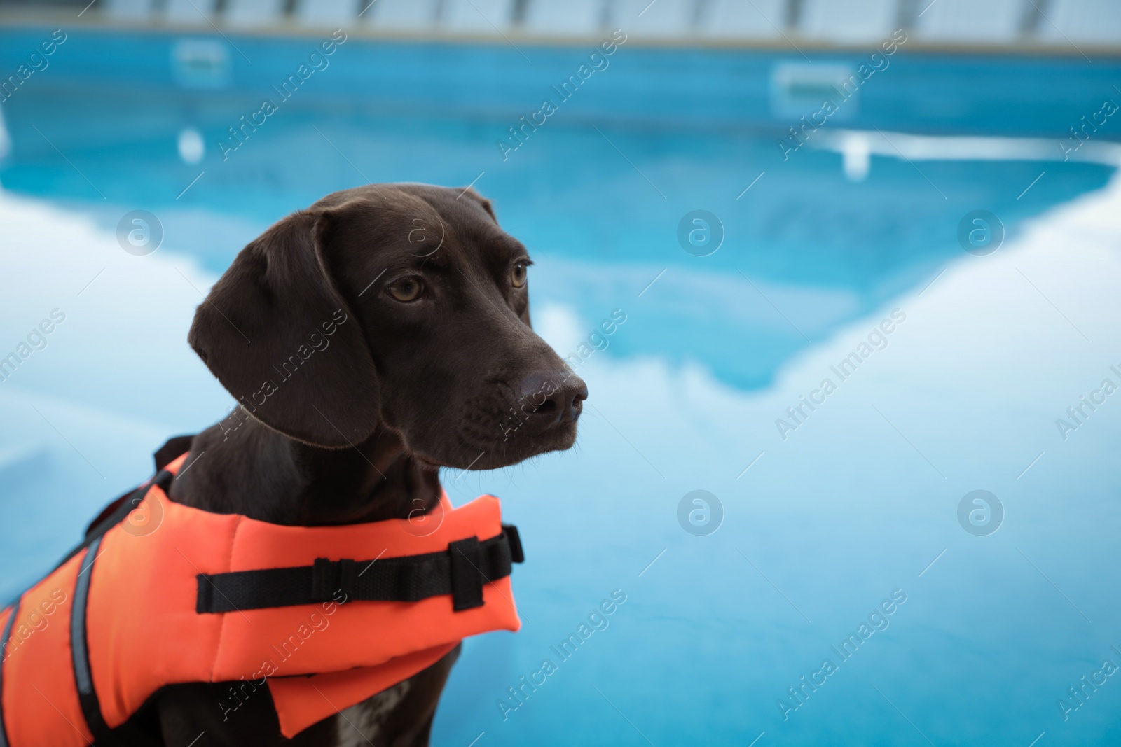 Photo of Dog rescuer in life vest near swimming pool outdoors, closeup