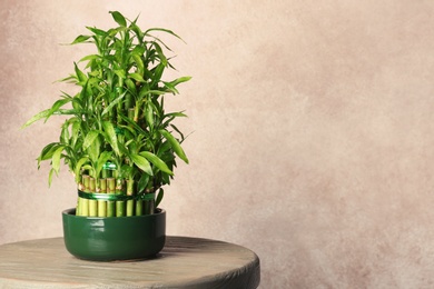 Photo of Table with potted bamboo plant near color wall. Space for text