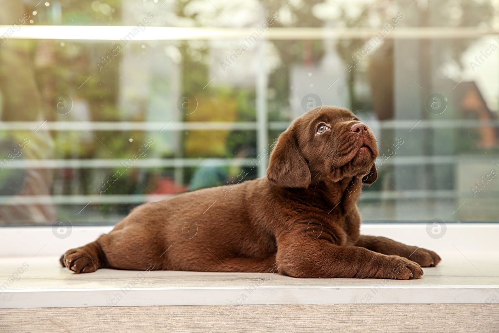 Photo of Chocolate Labrador Retriever puppy on window sill