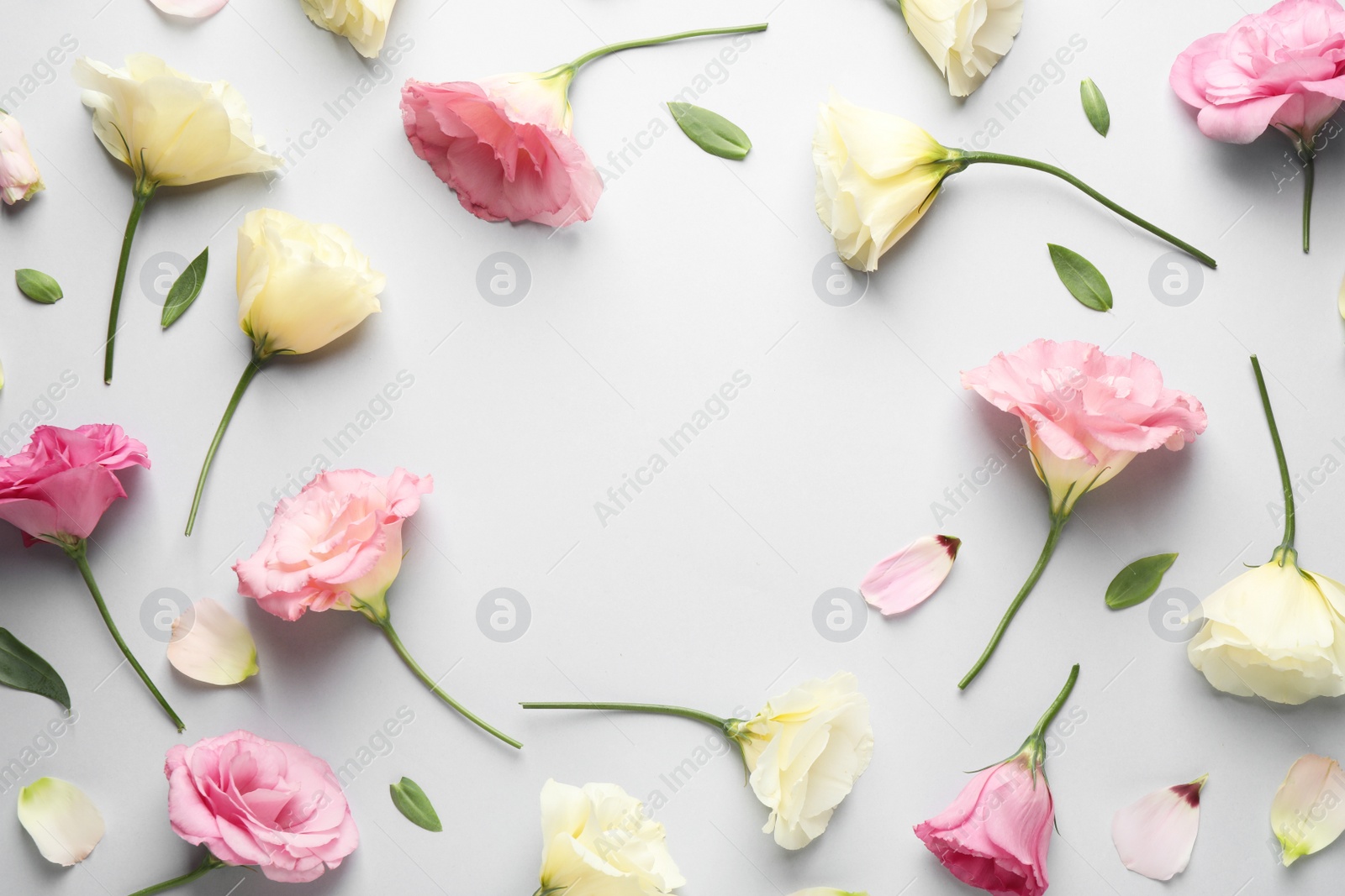 Photo of Frame of beautiful Eustoma flowers on grey background, flat lay. Space for text