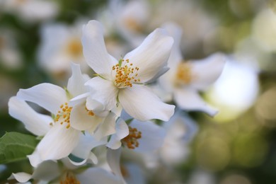 Photo of Closeup view of beautiful blooming white jasmine shrub outdoors