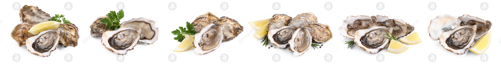 Image of Set with fresh raw oysters on white background. Banner design