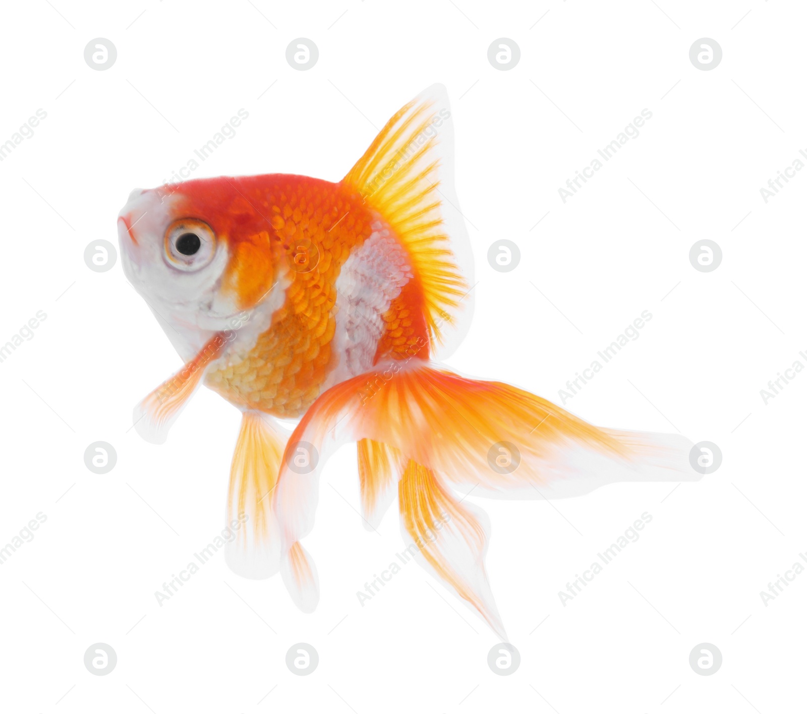 Photo of Beautiful bright small goldfish isolated on white