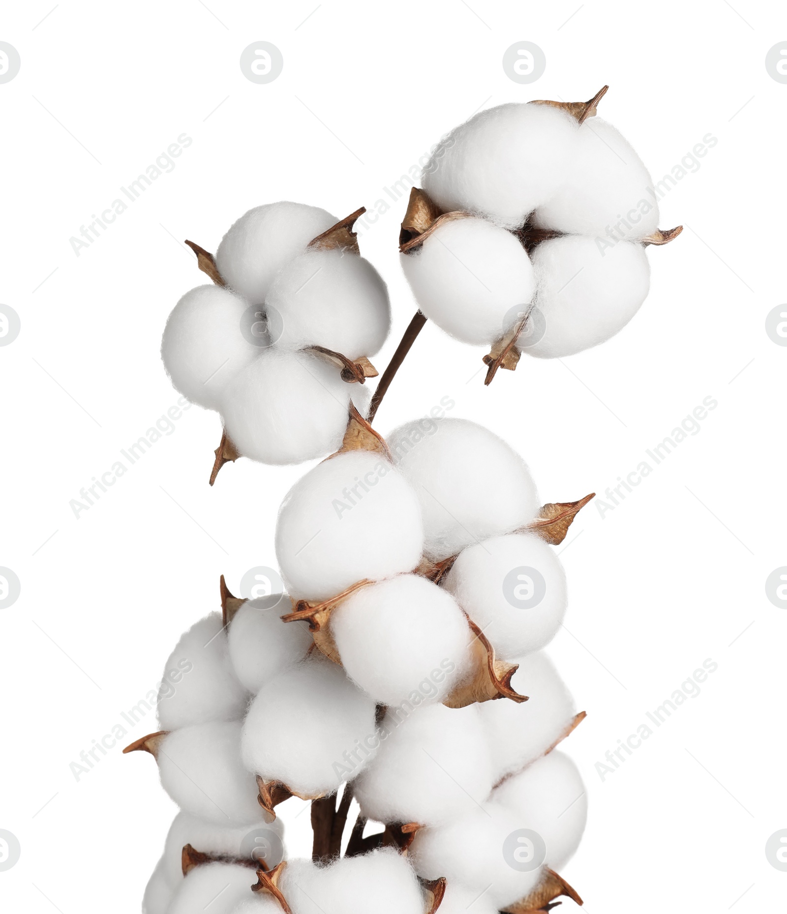 Photo of Beautiful dried cotton branch with fluffy flowers isolated on white