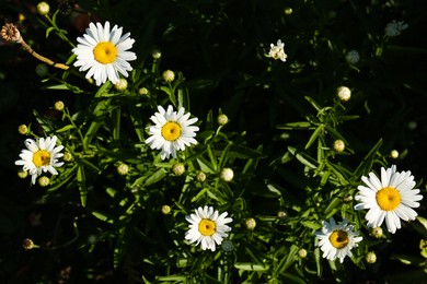 Photo of Beautiful chamomile flowers growing in garden on sunny day, top view