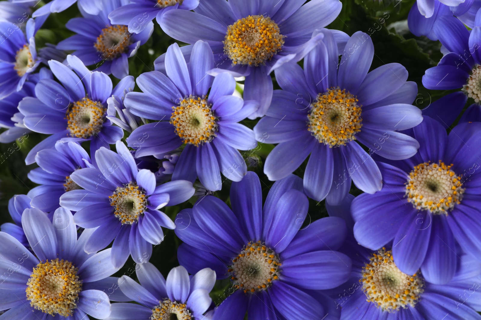 Photo of Beautiful purple cineraria flowers as background, closeup