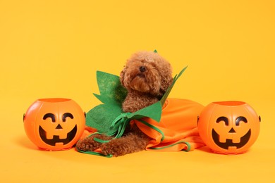 Photo of Happy Halloween. Cute Maltipoo dog dressed in costume and pumpkin treat buckets on orange background
