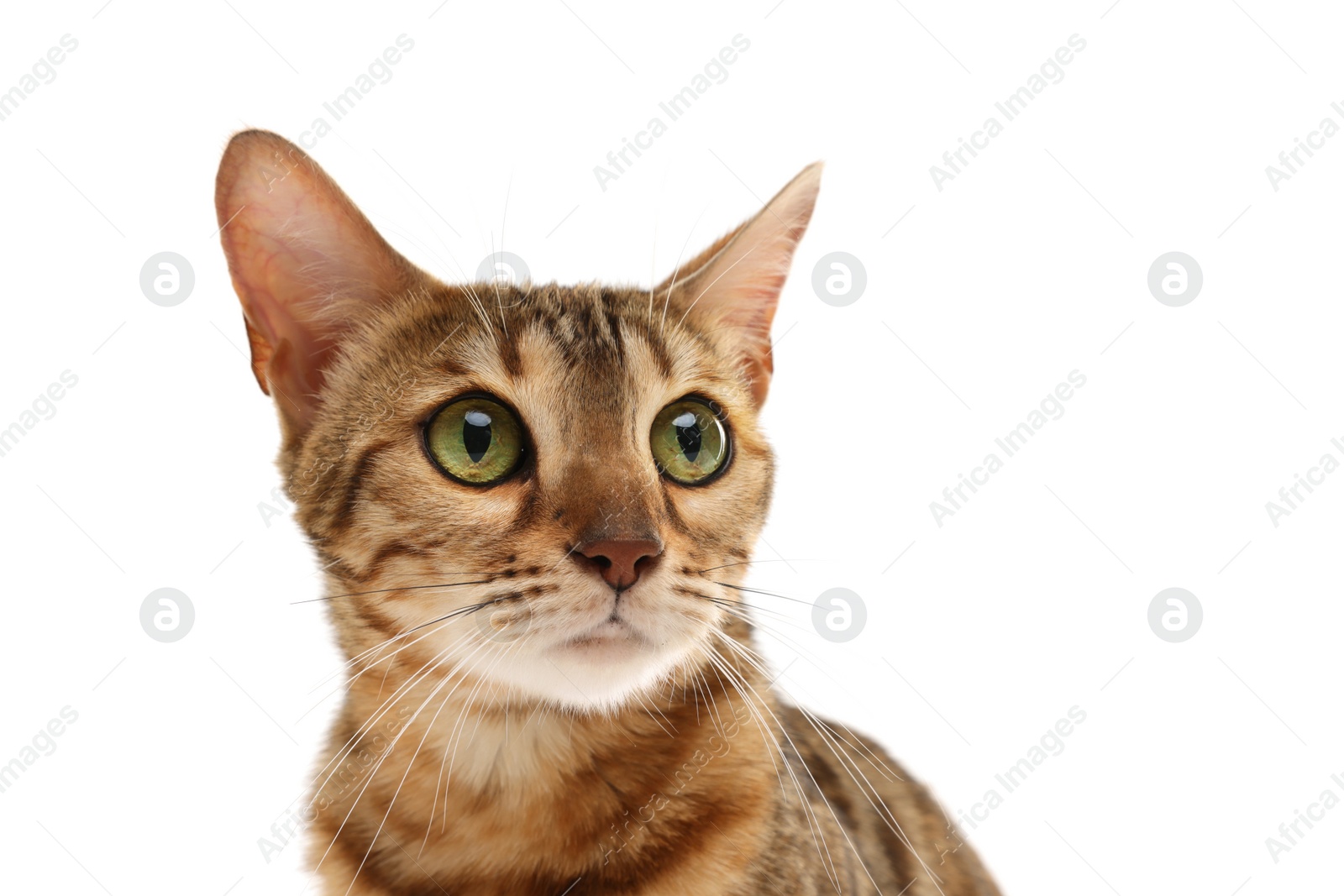 Photo of Cute Bengal cat on white background. Adorable pet