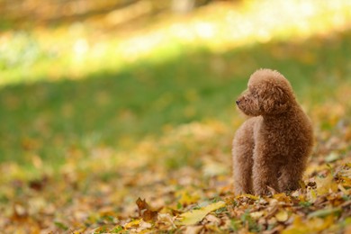 Cute Maltipoo dog in autumn park, space for text