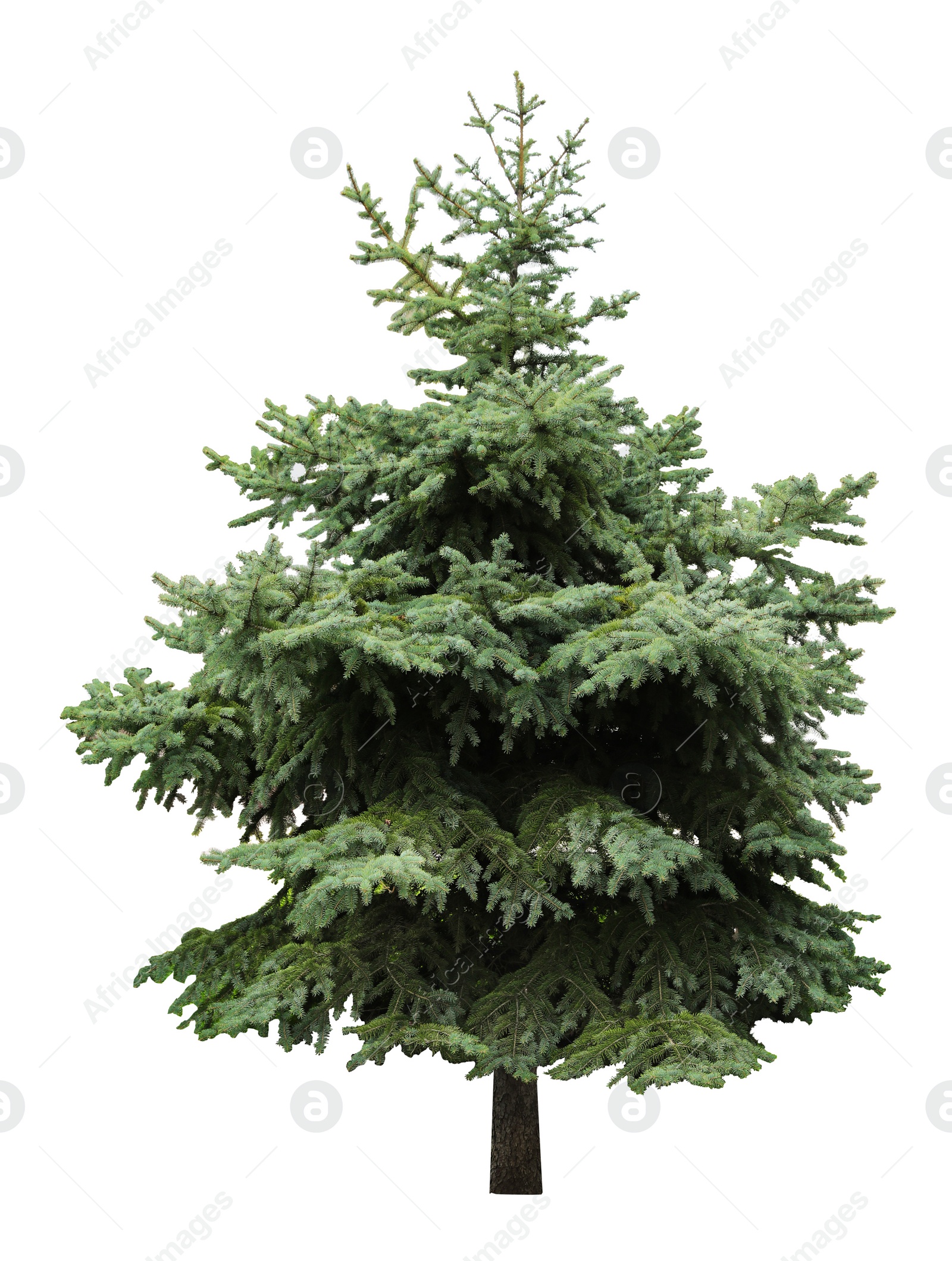 Image of Beautiful evergreen fir tree on white background