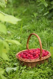 Photo of Wicker basket with ripe raspberries on green grass outdoors