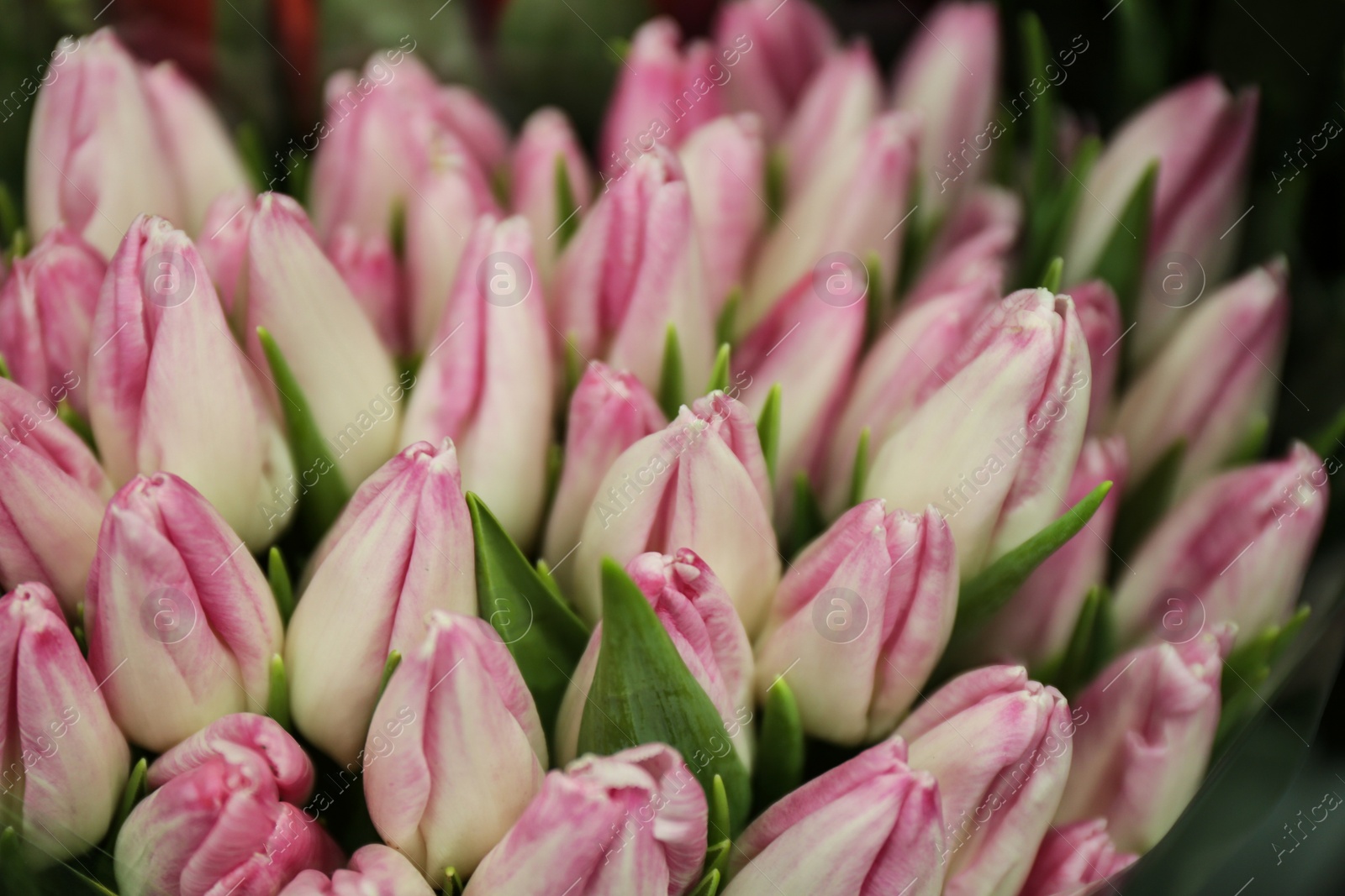 Photo of Fresh bouquet of beautiful tulip flowers, closeup