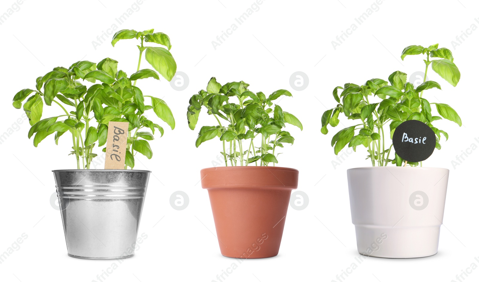 Image of Basil plants growing in different pots isolated on white