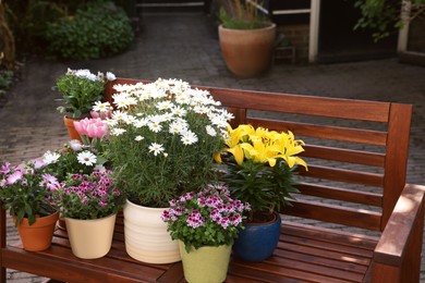 Many different beautiful blooming plants in flowerpots on wooden bench outdoors