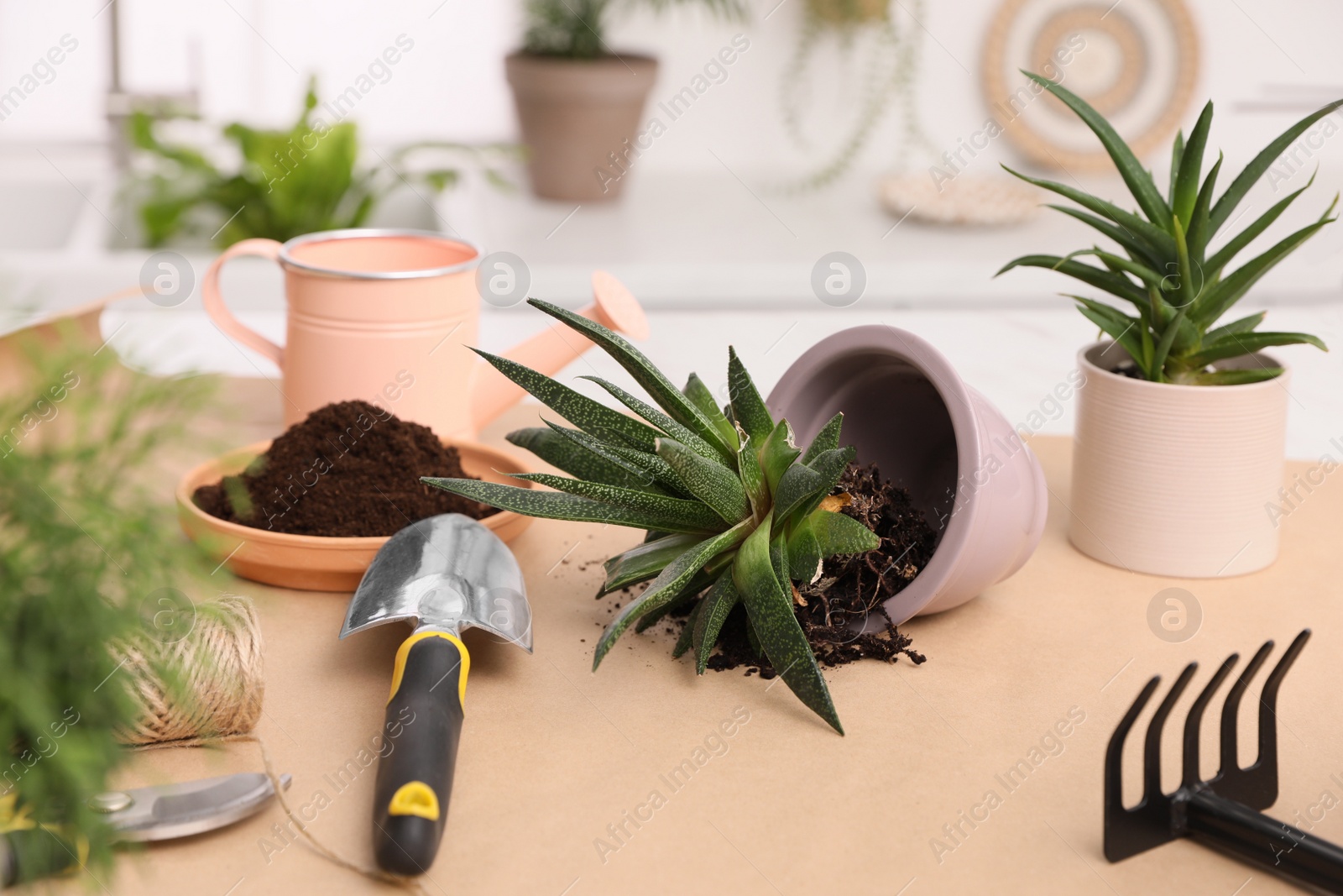 Photo of Beautiful houseplants and gardening tools on table indoors