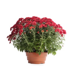 Pot with beautiful colorful chrysanthemum flowers on white background