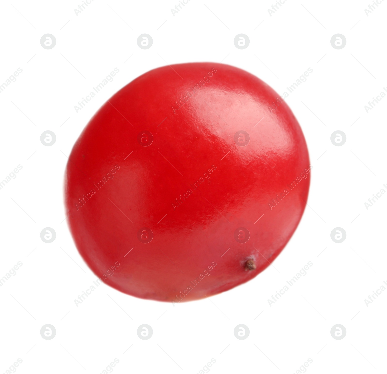 Photo of One fresh ripe cranberry isolated on white