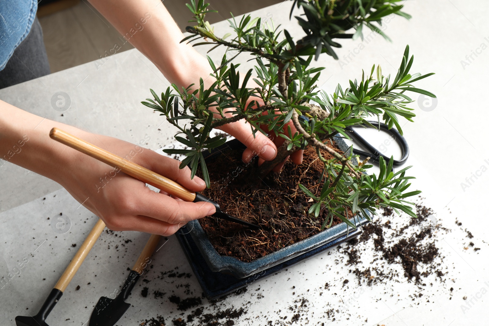 Photo of Woman taking care of Japanese bonsai plant, closeup. Creating zen atmosphere at home