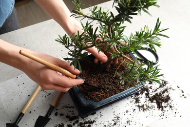 Woman taking care of Japanese bonsai plant, closeup. Creating zen atmosphere at home