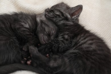 Photo of Cute fluffy kittens sleeping on blanket. Baby animals