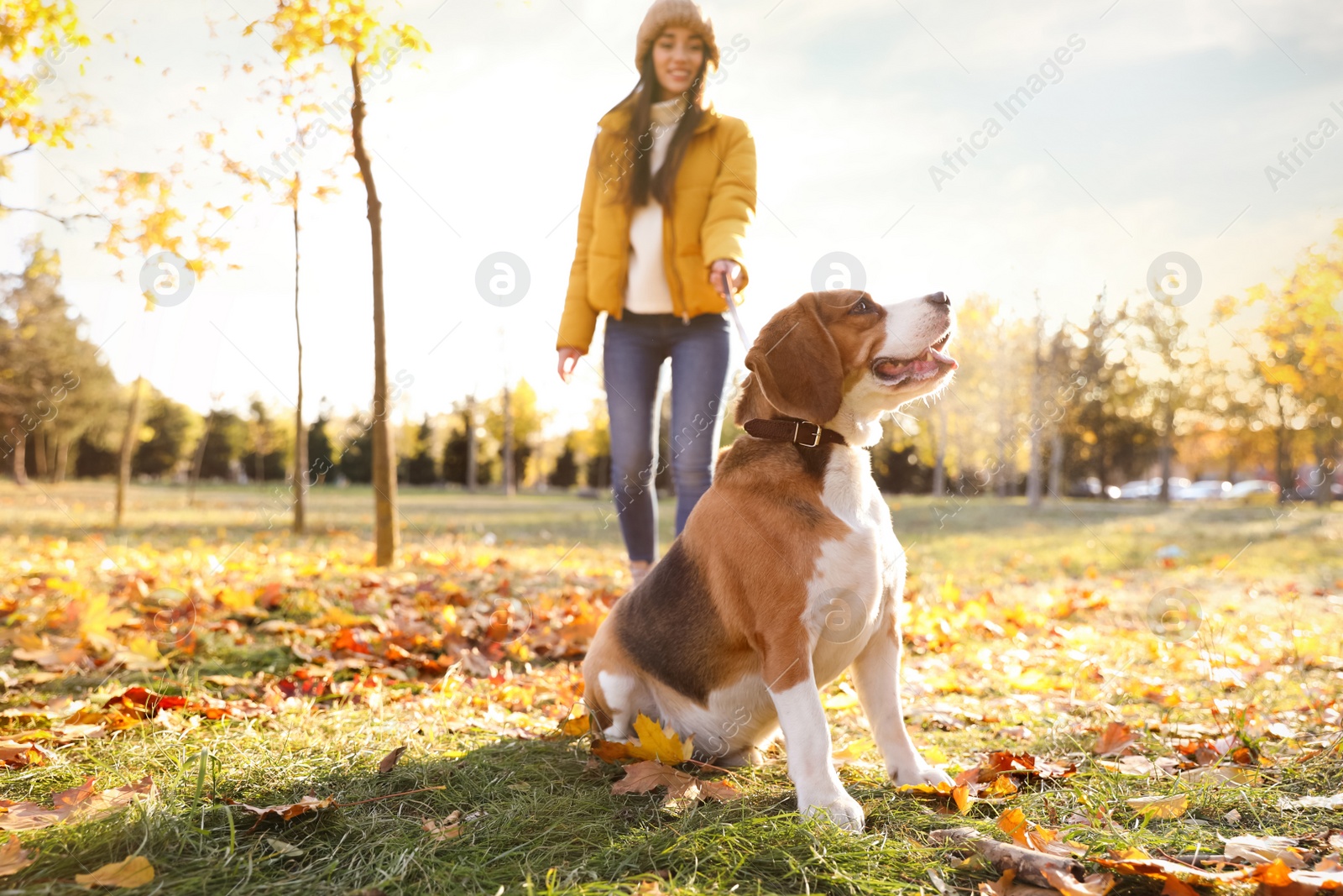 Photo of Woman walking her cute Beagle dog in autumn park