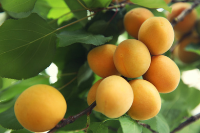 Photo of Delicious ripe apricots on tree outdoors, closeup