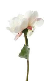 Photo of Beautiful fragrant peony flower isolated on white