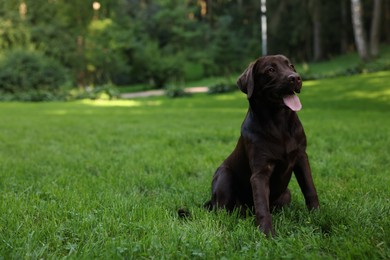 Photo of Adorable Labrador Retriever dog sitting on green grass in park, space for text