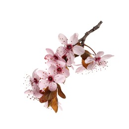 Photo of Cherry tree branch with beautiful pink blossoms isolated on white