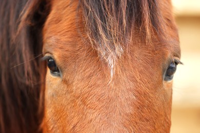 Photo of Adorable chestnut horse on blurred background, closeup. Lovely domesticated pet