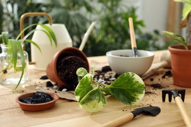 Photo of Houseplants and gardening tools on wooden table