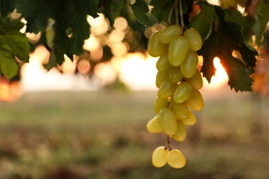 Photo of Fresh ripe juicy grapes growing in vineyard