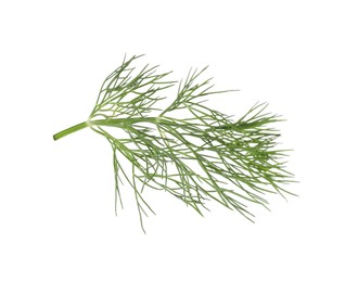 Photo of One sprig of fresh dill isolated on white