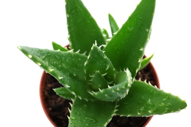 Photo of Flowerpot with aloe vera on white background, top view