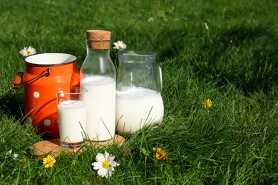 Photo of Tasty fresh milk on green grass outdoors. Space for text