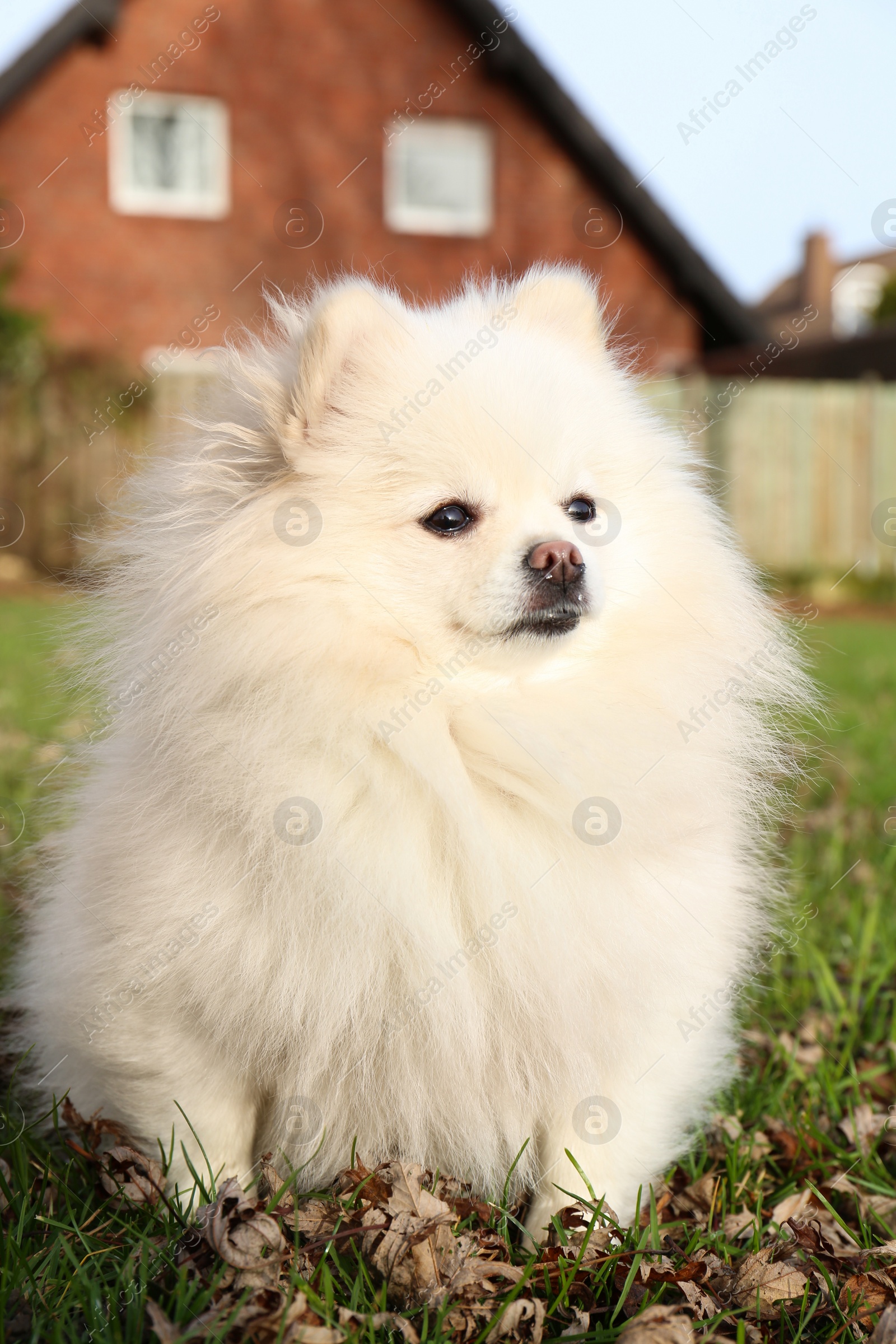 Cute fluffy Pomeranian dog on green grass outdoors. Lovely pet Photo of Cute fluffy Pomeranian dog on green grass outdoors. Lovely pet