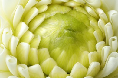 Photo of One beautiful white flower as background, macro