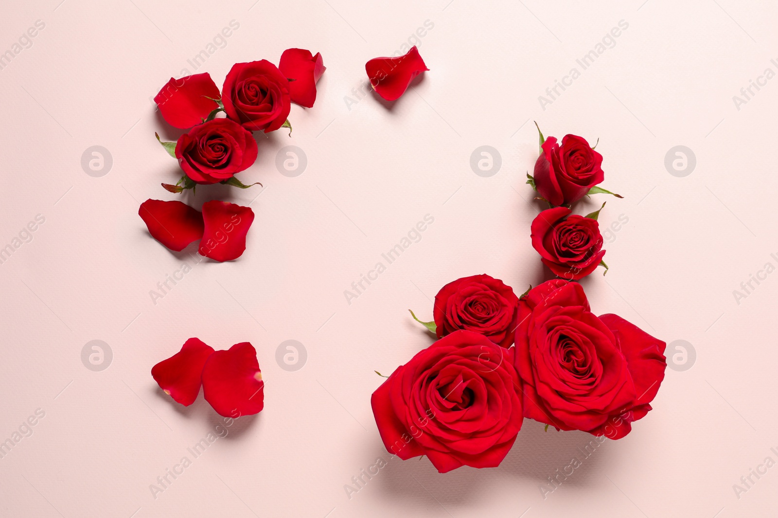 Beautiful red roses and petals on pale pink background, flat lay. Space for text Photo of Beautiful red roses and petals on pale pink background, flat lay. Space for text