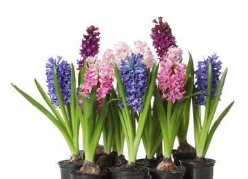 Photo of Beautiful spring hyacinth flowers isolated on white