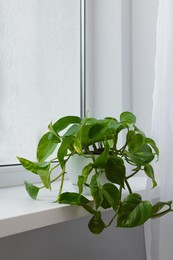 Photo of Epipremnum in pot on windowsill indoors. House plant