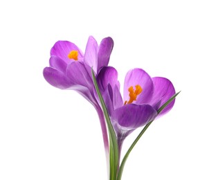Photo of Beautiful purple crocus flowers on white background